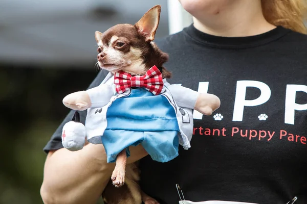 後背位 2018 日にジョージア州アトランタのウッドラフ パークで犬の衣裳のコンテストの裁判官の前に歩いていくと 女性が ボウタイと医者コスチュームに身を包んだ小さな犬を運ぶアトランタ ジョージア州 アメリカ合衆国 2018 — ストック写真
