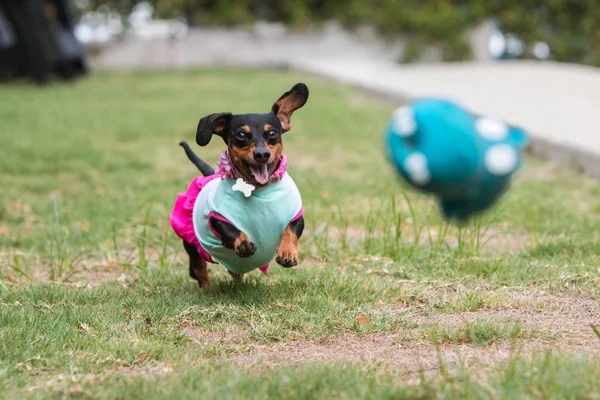 Cute Dachshund Wearing Clothes Chases Toy Tossed Its Owner Public — Stock Photo, Image