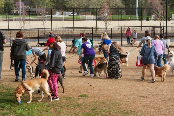 Varios perros huelen golosinas perrito en la caza de huevos de Pascua de plástico —  Fotos de Stock