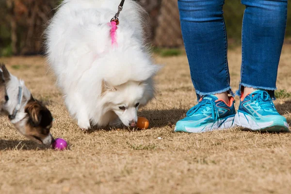 Psy wywąchać na Pieska traktuje o psów Easter Egg Hunt — Zdjęcie stockowe