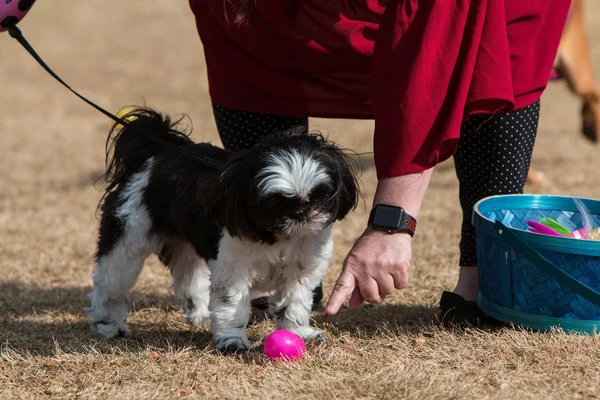 Tierbesitzer und Hund beteiligen sich an Ostereiersuche — Stockfoto