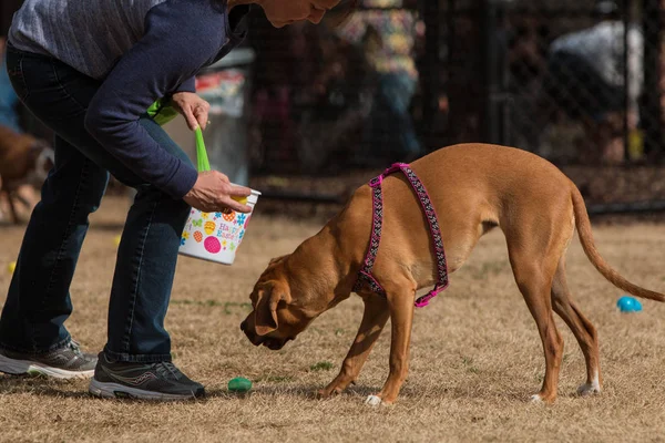Владелец и собака охотятся на пластиковые пасхальные яйца в парке — стоковое фото
