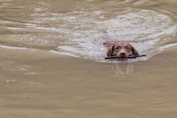 Dog Fetches Stick and Swims With It In Georgia River 