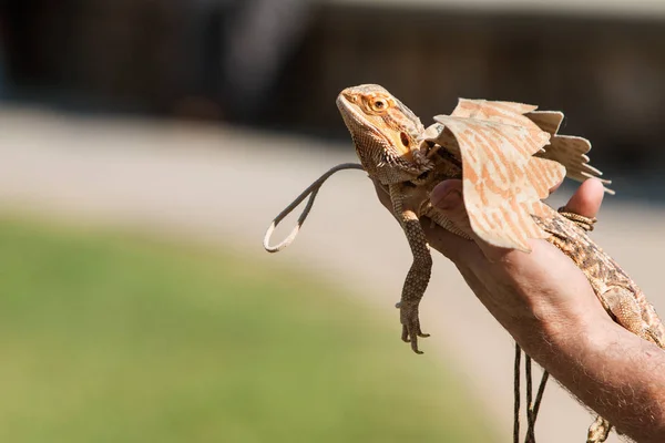 Hand Holds Bearded Dragon Wearing Wings At Pet Costume Contest — Stock Photo, Image