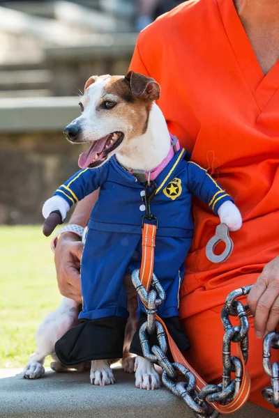 Cão vestindo guarda prisional traje está acorrentado ao proprietário — Fotografia de Stock