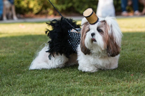 Shih Tzu nosí Krotkové kostýmy na festivalu zvířecí přehlídka — Stock fotografie