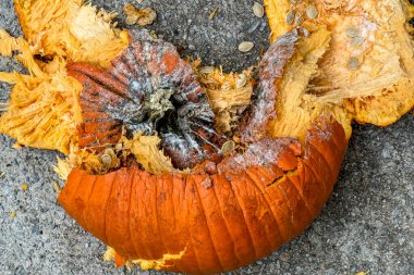 Kaldırımda ezildikten sonra parçalanmış yumuşak, çürüyen Cadılar Bayramı balkabağı..