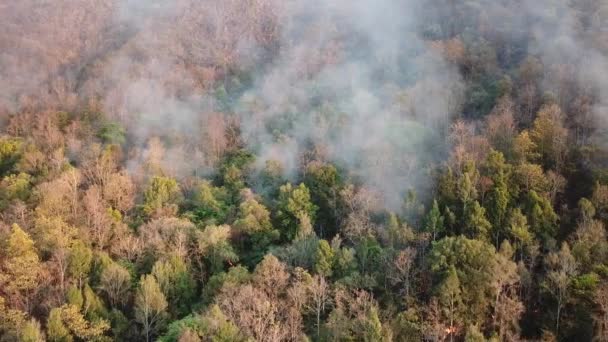 上の山火事森林空中風景 — ストック動画