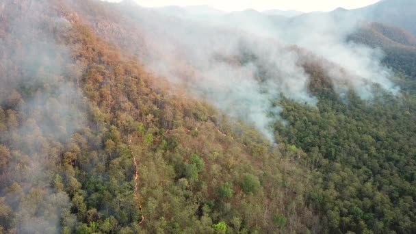 Waldbrand Verbrennt Wald Aus Der Luft — Stockvideo