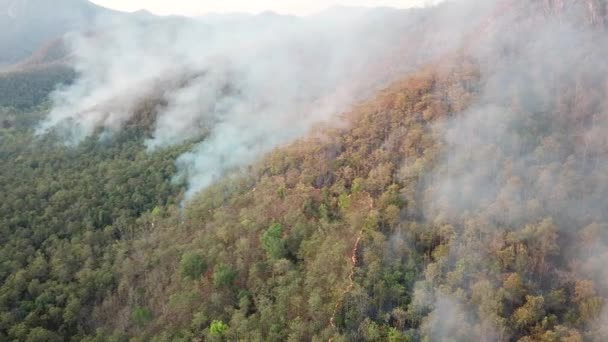 Wildfire Burning Forest Aerial View — Stock video