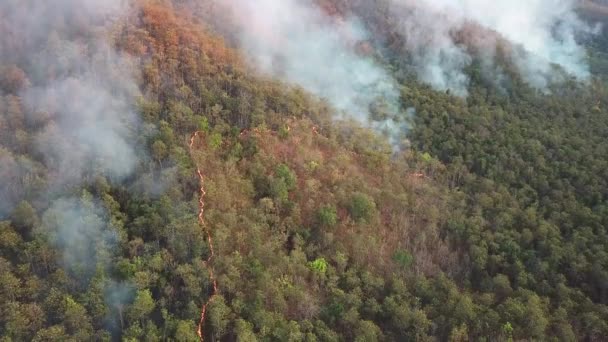 Wildfire Burning Forest Aerial View — Stock video