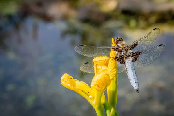 Dragon Fly Цветке Рассматриваемом Сверху Макроизображением Низкой Глубиной Поля — стоковое фото