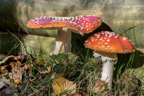 Červené Muchomůrky Lese Amanita Muscaria Muchomůrka Létat Amantia — Stock fotografie