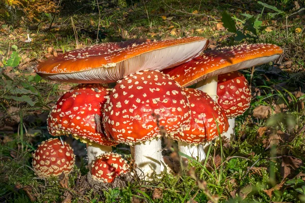 Červené Muchomůrky Lese Amanita Muscaria Muchomůrka Létat Amantia — Stock fotografie