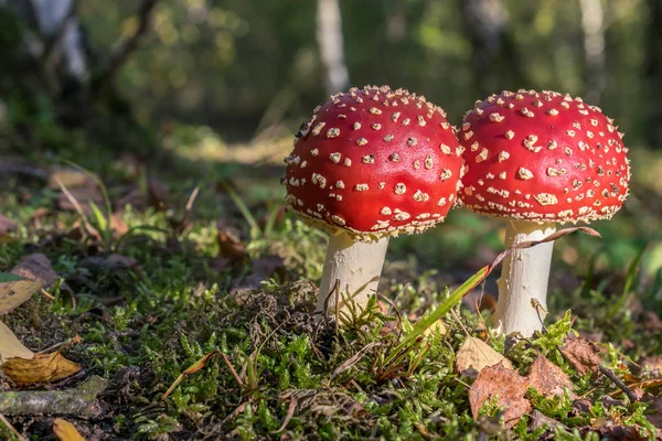 Červené Muchomůrky Lese Amanita Muscaria Muchomůrka Létat Amantia — Stock fotografie