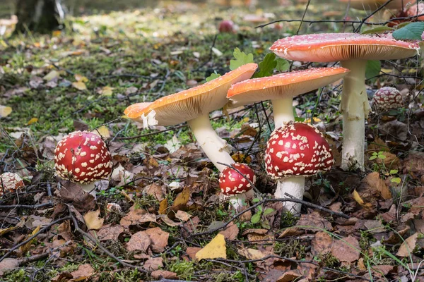 Červené Muchomůrky Lese Amanita Muscaria Muchomůrka Létat Amantia Mělké Hloubky — Stock fotografie