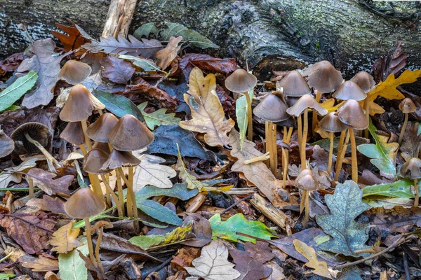 Dva Trsy Hnědá Deštník Tvaru Muchomůrky — Stock fotografie