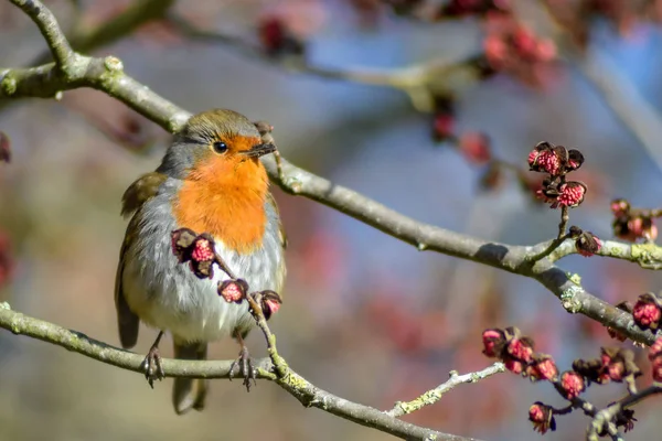 Robin Perched Wig Tree Just Beginning Bud — Stock Photo, Image