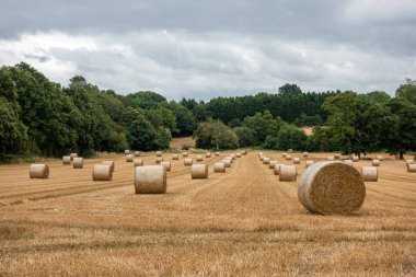 Numerous round hay bales lined up in a field clipart
