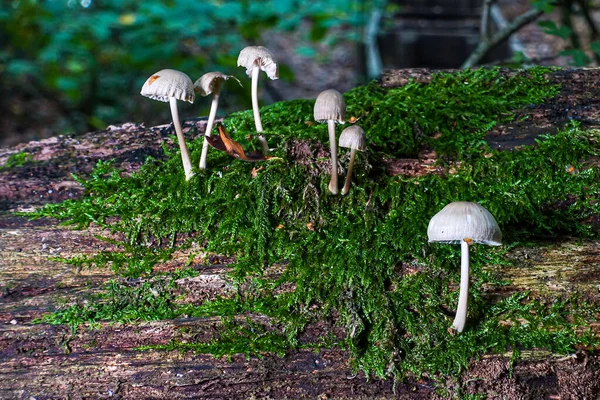 Small umbrella shaped toadstool growing on a moss covered log