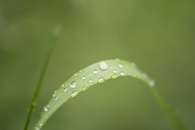 Su damlalı yeşil yaprak manzarasını kapat