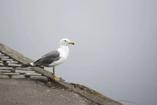 Su kenarındaki martı.
