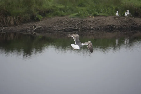 Martı nehrin üzerinde uçuyor.