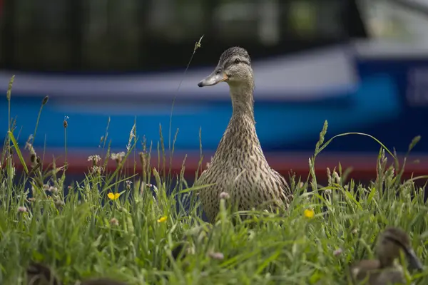 Çim onun youngs sonra seyir nehir kıyısında bir ördek