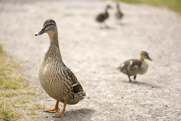 ördekler aile Nehri yakınında