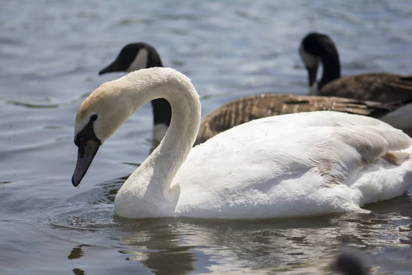 Gölde yüzen beyaz bir kuğu.