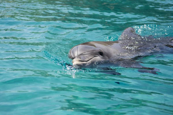 Okyanusta yüzmeye yunus