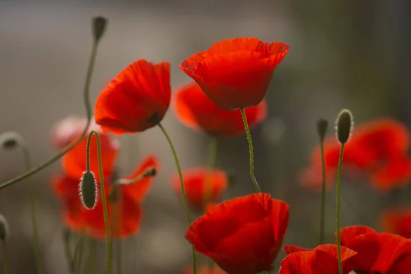 Baharda Poppies Bloom