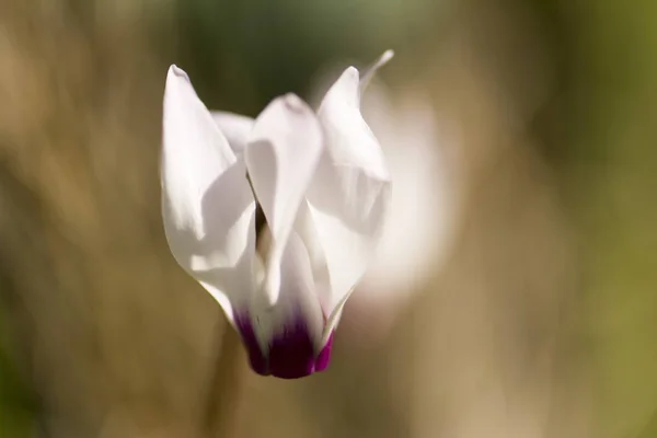 Cyclamen çiçek sanatsal resim