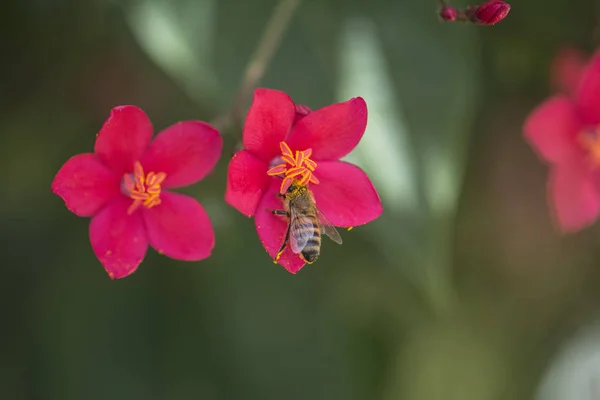 Arı kırmızı çiçek nektar toplar