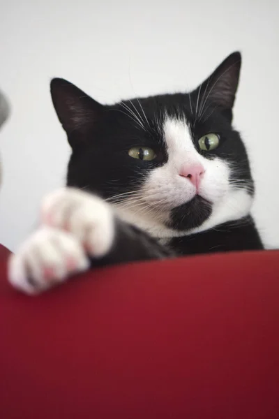 siyah ve beyaz tatlı kedi