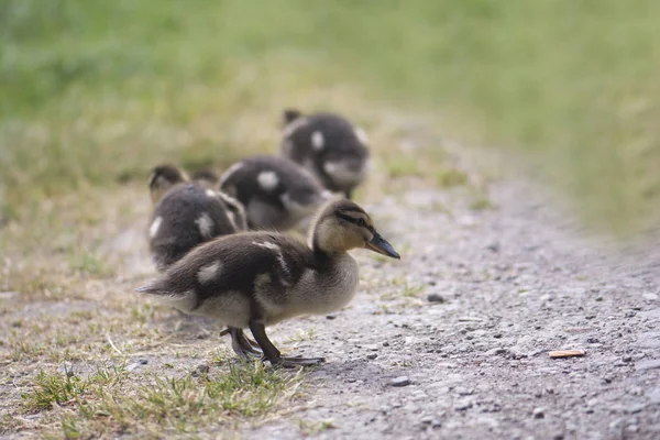 Vista Cerca Los Patos Junto Río — Foto de Stock