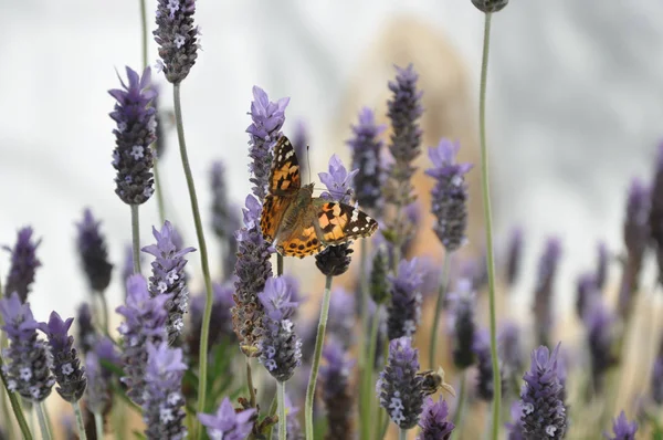 Lavanta çiçeği üzerinde Kelebek