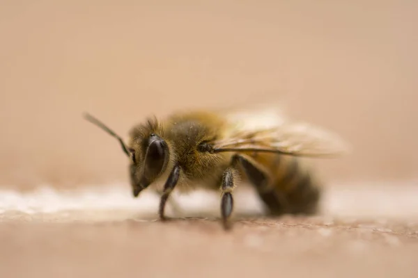 Bal arısı yakın çekim