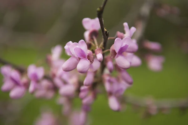Güzel açan pembe çiçek dalı