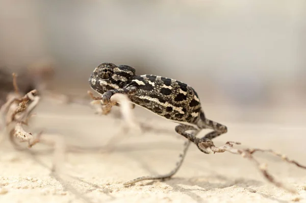 Bebek bukalemun şube