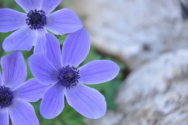 Mor anemon çiçekleri çiçek