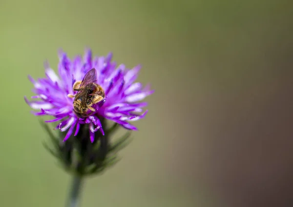 Arı mor çiçekten nektar toplar.