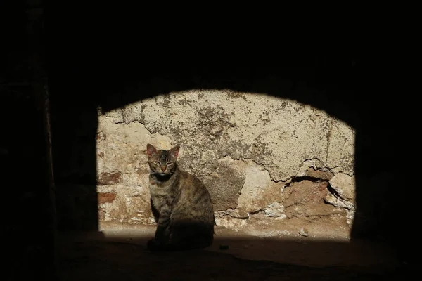 Gato Sombra Marraquexe Marrocos — Fotografia de Stock