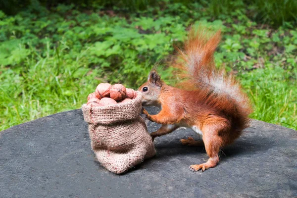 Squirrel Eats Nuts Park — Stock Photo, Image