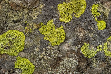 Yosun dokusu arka plan ile eski taş.