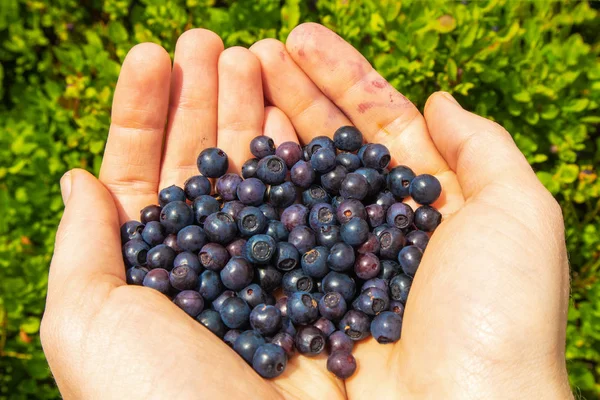 Fruits Bilberries Palms Plants Bilberries Background — Stock Photo, Image