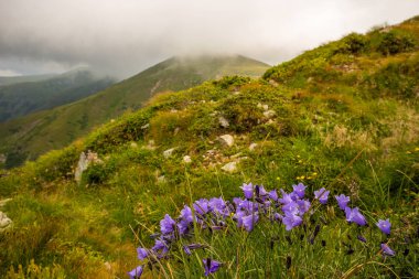 Dağ tepesinde güzel mavi çiçekler. Arka planda yağmur bulutları. Chornohora 'da Campanula carpatica (kara dağ, Karpat Dağları).