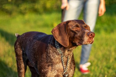 Namlusuz büyük bir köpek yürümek (ağızlık).