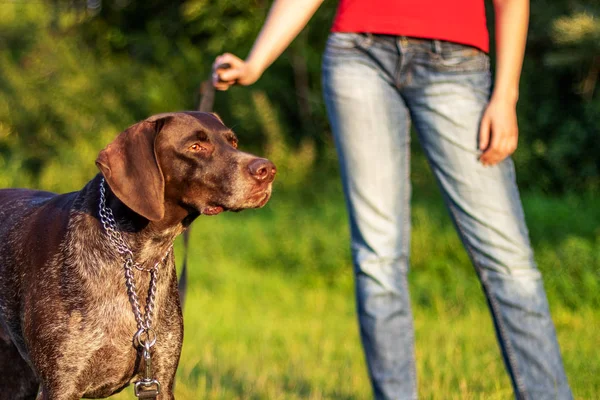 Caminhante Cão Com Cão Grama Verde Gramado Ensolarado — Fotografia de Stock