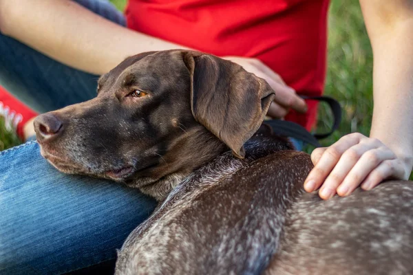 Güneşli bir çimenlikte yeşil çimenlerde oturan bir köpekli kız. Köpek kadın kalça başını koydu.